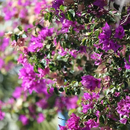 Kassandra Garden