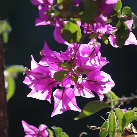 דירה Kassandra Garden איסטרו