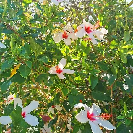 דירה Kassandra Garden *